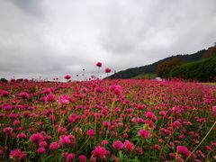 -径山花海