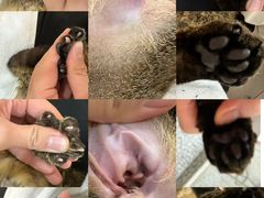 -momokira米努特·德文卷毛猫·棉花面纱犬