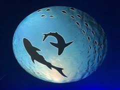 -上海海昌海洋公园