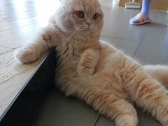 -CAT’S MEWSTAR CAFE·喵星球猫屋(晴湾咖啡店)