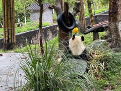 -都江堰中华大熊猫苑