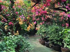 -呀路古热带植物园