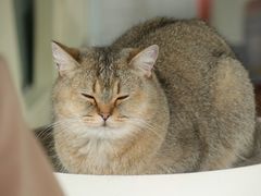 -喵屿·大理花园猫咖