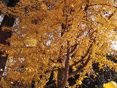 -四川大学(华西校区)