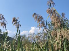-西湖风景区-江洋畈生态公园