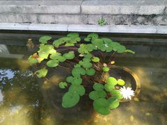 -上海醉白池公园