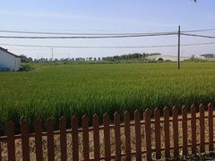 -小陆莲花蟹园农家乐(莲花岛店)