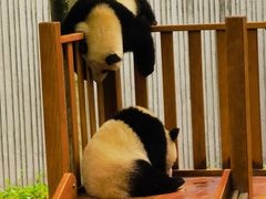 -卧龙中华大熊猫苑神树坪基地