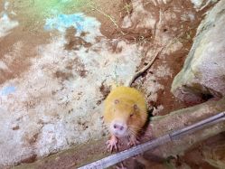 点击看大图 -宝燕乐园(闵行旗舰店)