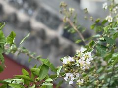 -长春观