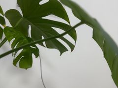 -魁牛·潮汕牛肉自助火锅(沈辽路万达店)