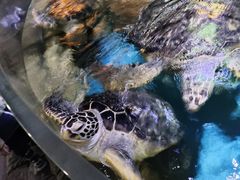 -多彩贵州城极地海洋世界