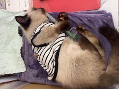 -瑞派康怡24h宠物医院·犬猫医疗中心·微创绝育(瑞景分院)