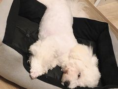 -FAELING PETS美天灵宠物(富力广场店)
