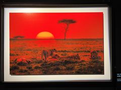 -罗红摄影艺术馆