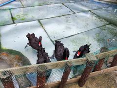 -正佳雨林生态植物园