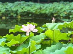 -陈家山荷花公园