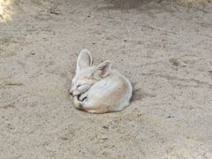 -深圳野生动物园