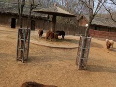 -石家庄市动物园