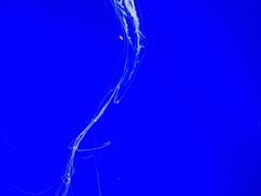 -上海海洋水族馆