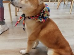 -柴迷FANS CLUB·柴犬狗咖·猫咖