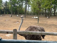 -大连森林动物园