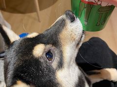-南京Hallo宠物乐园·哈罗犬舍·柴犬繁育基地