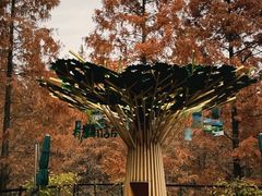 -黄海国家森林公园