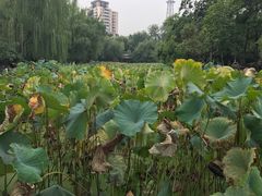 -莲湖公园