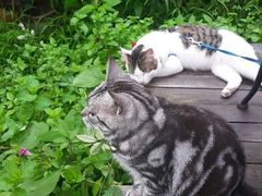 android_upload_pic-海边的猫和咖啡馆
