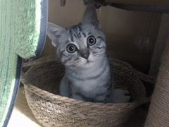 -中农国际动物医院24小时·猫科·骨科·急重症中心