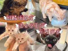 -十年猫舍·猫咪专门店(普陀店)