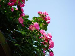 -上海滨江森林公园