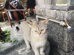 -喵屿·大理花园猫咖