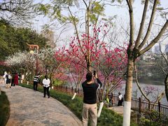 -重庆彩云湖湿地公园