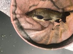 -酷鱼垂钓CLUB(朝阳区博大路店 )