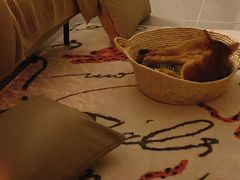 -猫大福·Fortune Cat猫舍(百子湾店)