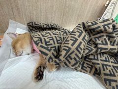 -北京观赏动物医院·24小时大型综合·猫专科·异宠专科