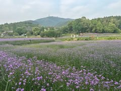-冶父山国家森林公园