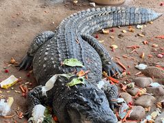 -西霞口神雕山野生动物世界