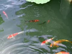 -福建鲤鱼洲酒店