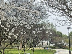 -羊山湖公园