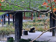 -中国大熊猫保护研究中心雅安碧峰峡基地