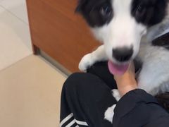 -艾贝尔宠物医院·24H转诊中心·肿瘤猫专科(江宁双龙店)