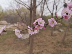 -石家庄市植物园