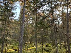 -汤旺河林海奇石景区