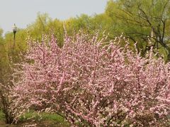 南湖公园春节花开-沈阳南湖公园