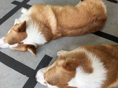 -汪说·狗咖(旺城大厦店)