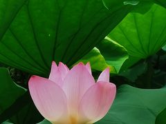 -荔湾湖公园