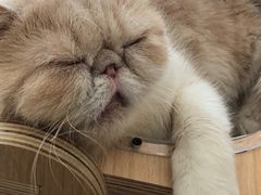 -飞行喵MR PILOT|猫舍·猫咖(静安大融城店)